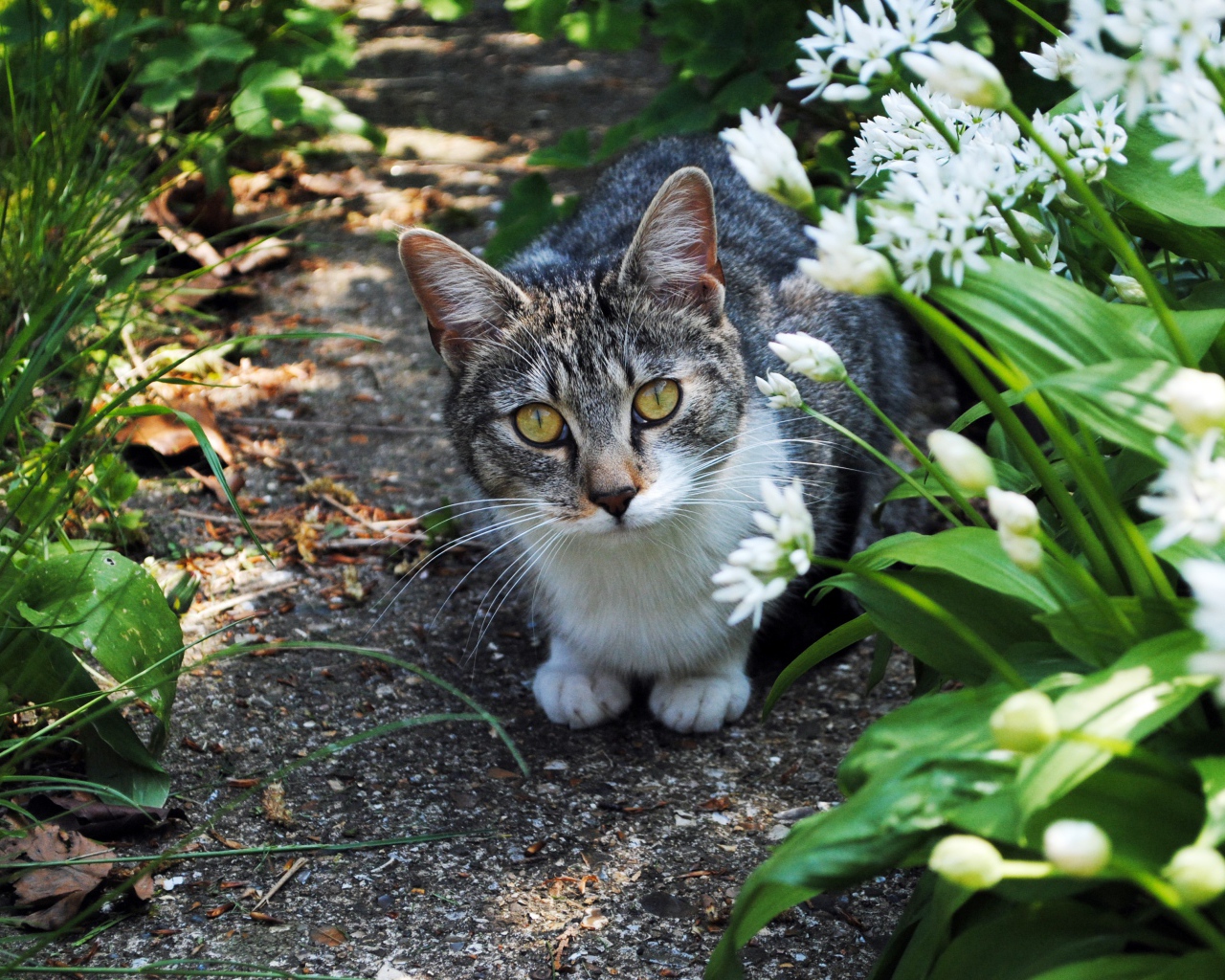 Серый кот с зелеными глазами в цветах 