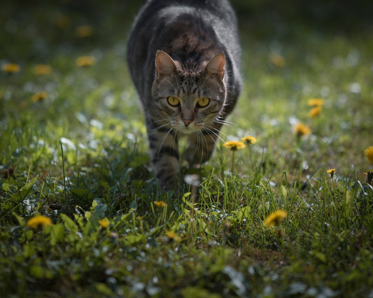 Серый кот с желтыми глазами бежит по зеленой траве