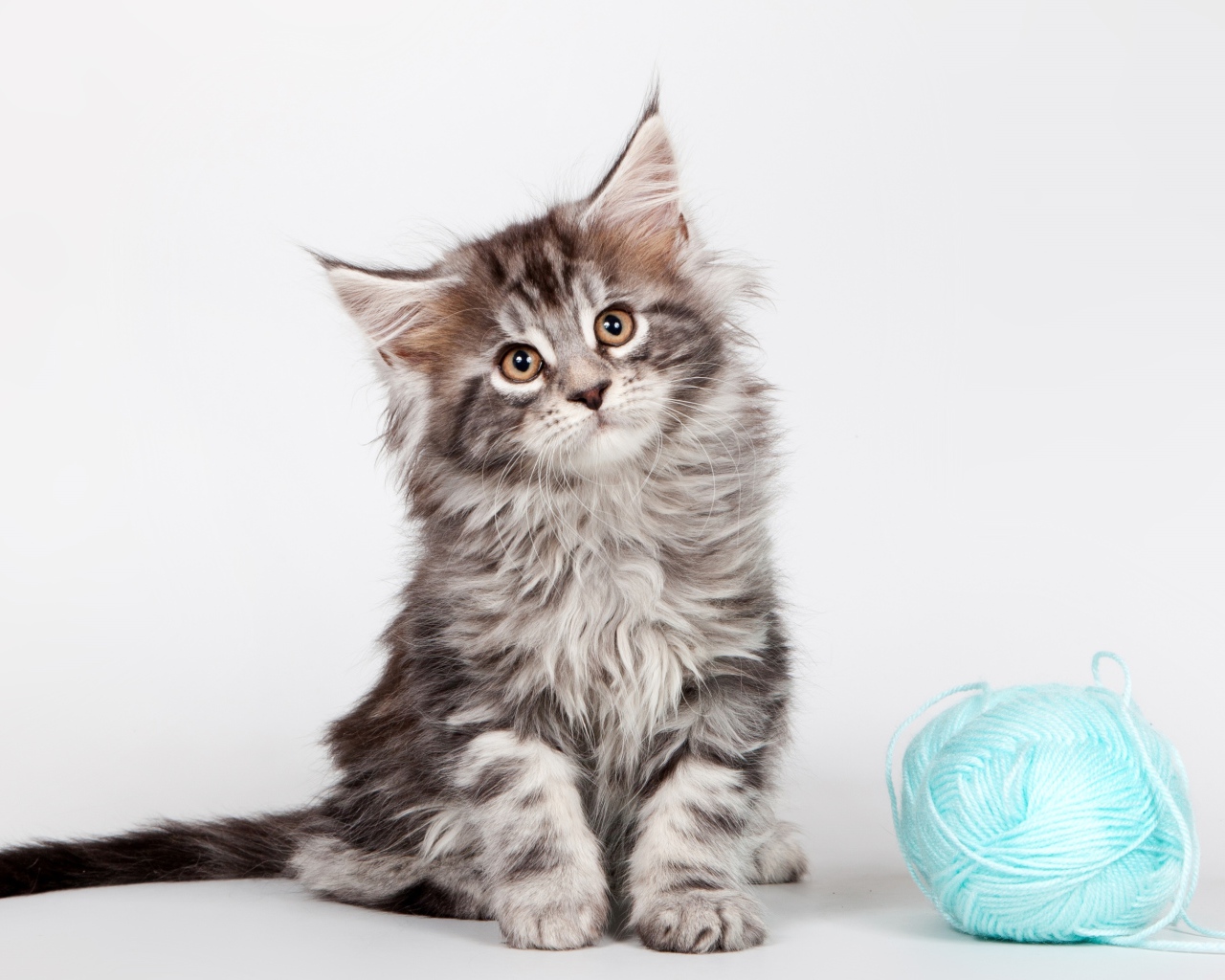 Серый котенок породы мейн- кун с клубком голубых ниток