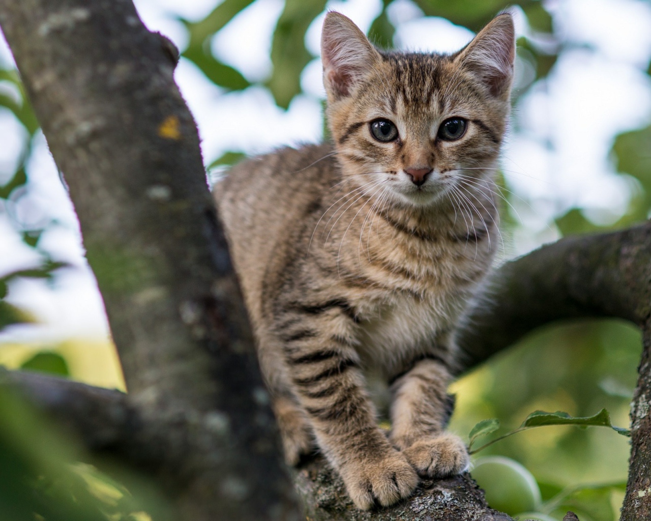 Серый котенок на ветке яблони 