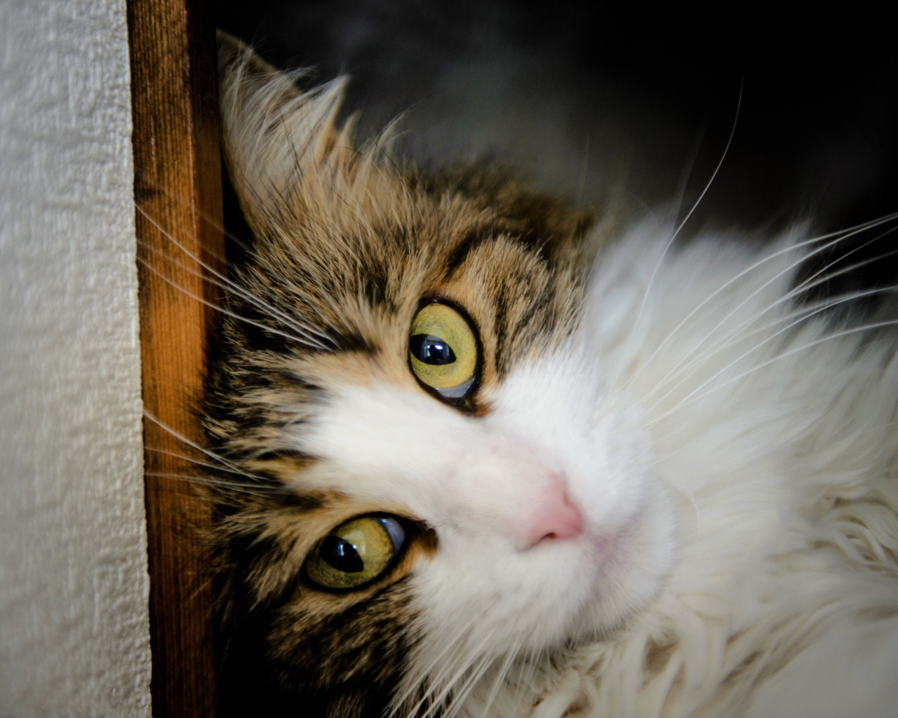 Зеленоглазый красивый кот лежит у стены