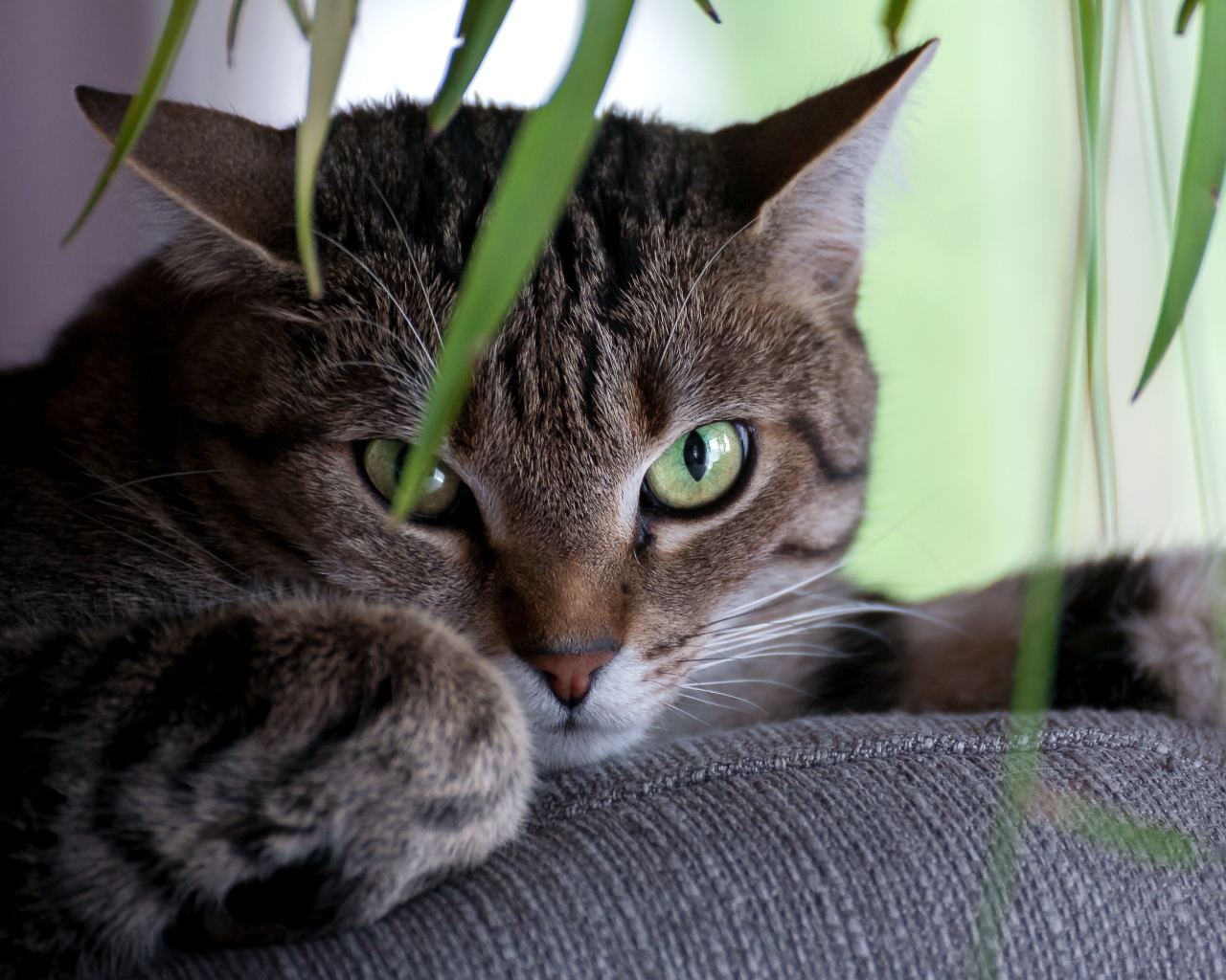 Зеленоглазый серый кот лежит на диване