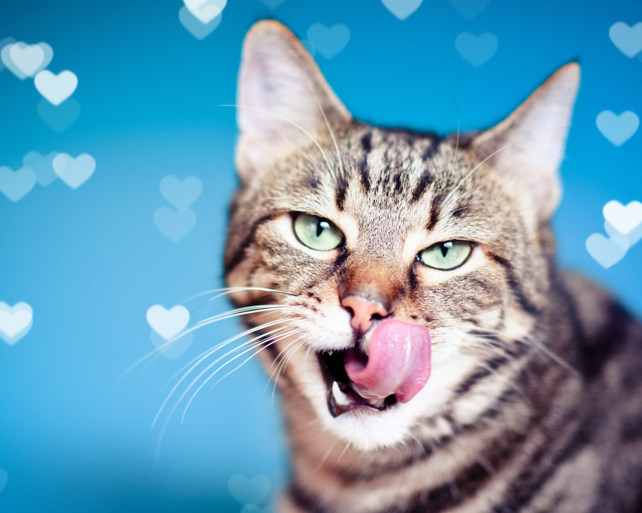 Зеленоглазый серый кот с высунутым языком на голубом фоне
