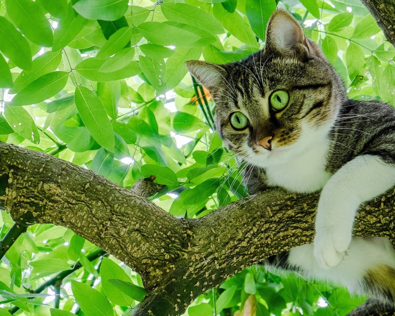 Серый кот с зелеными глазами сидит на ветке 