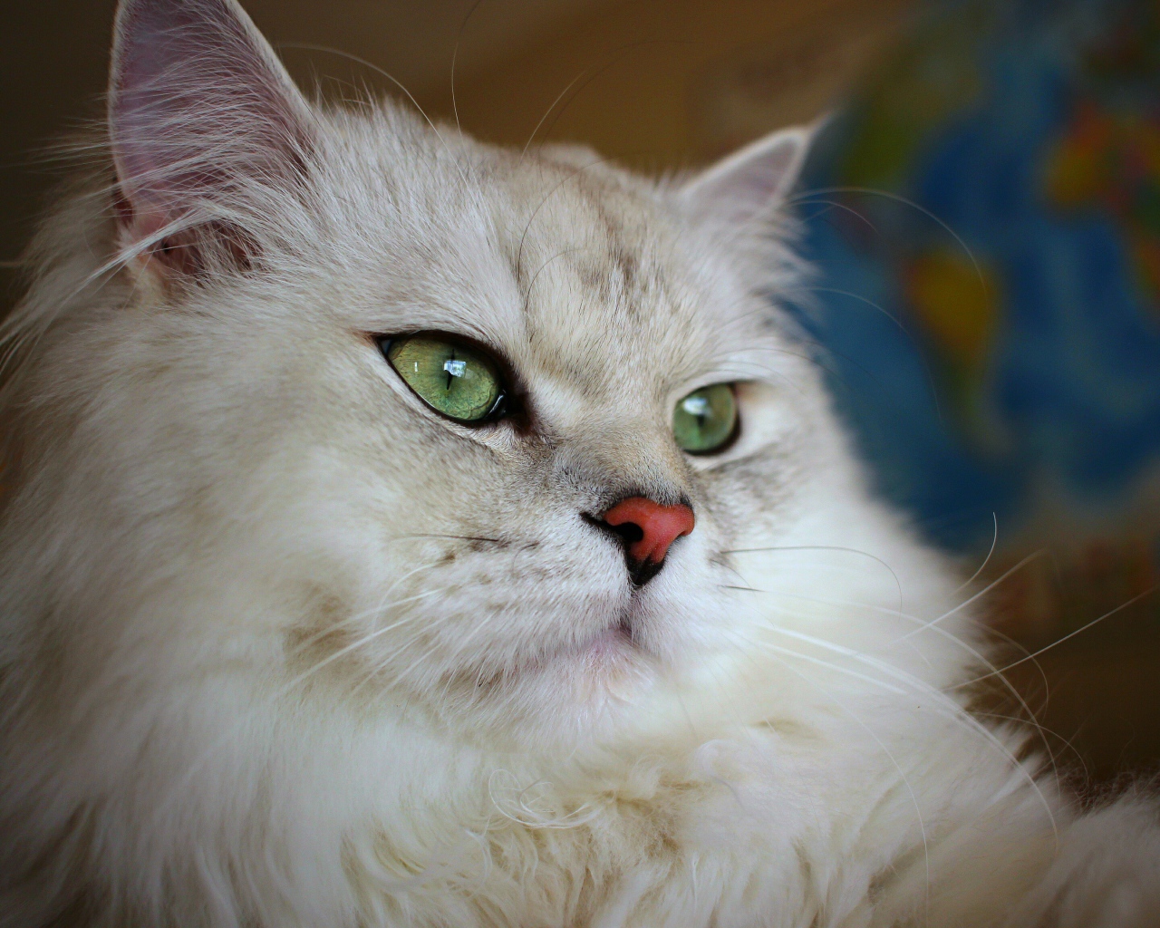 Большая пушистая породистая зеленоглазая кошка