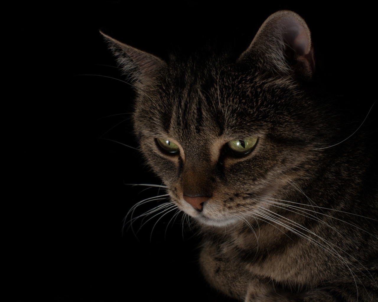 Большой серый кот смотрит вниз 