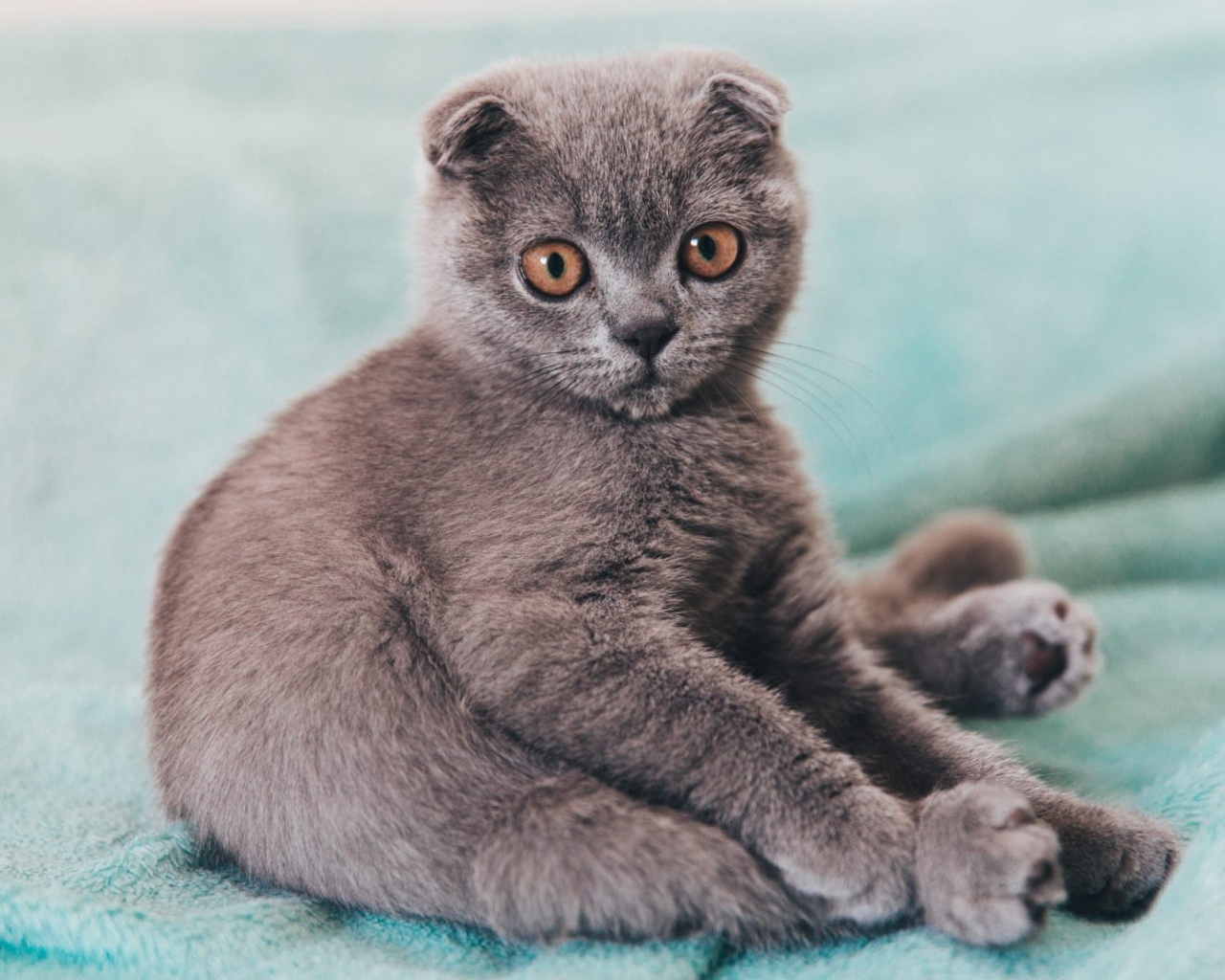 Маленький котенок британец  сидит на покрывале 