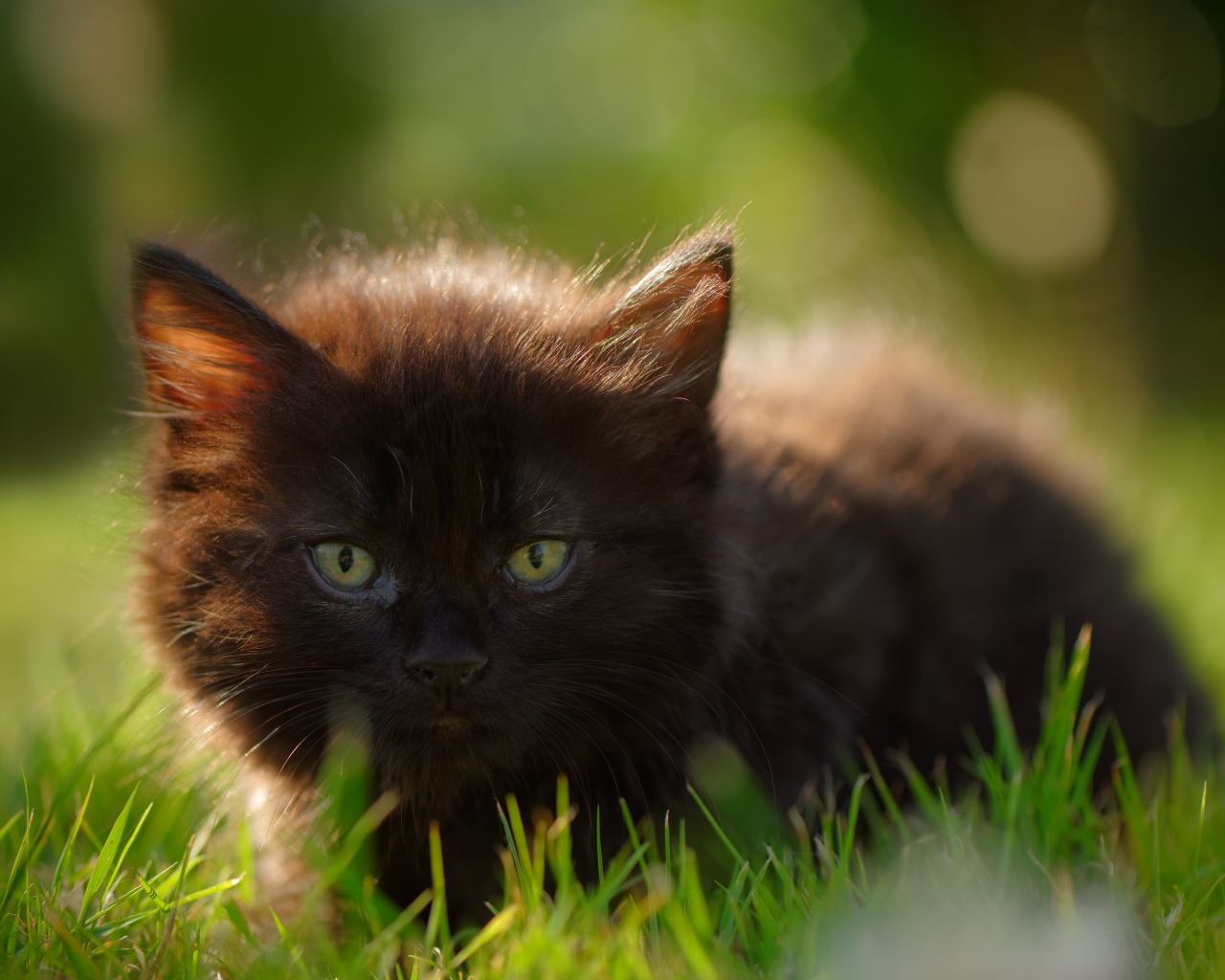 Маленький черный котенок с зелеными глазами в траве 