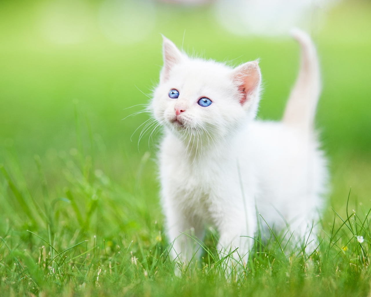 Маленький голубоглазый белый котенок на зеленой траве