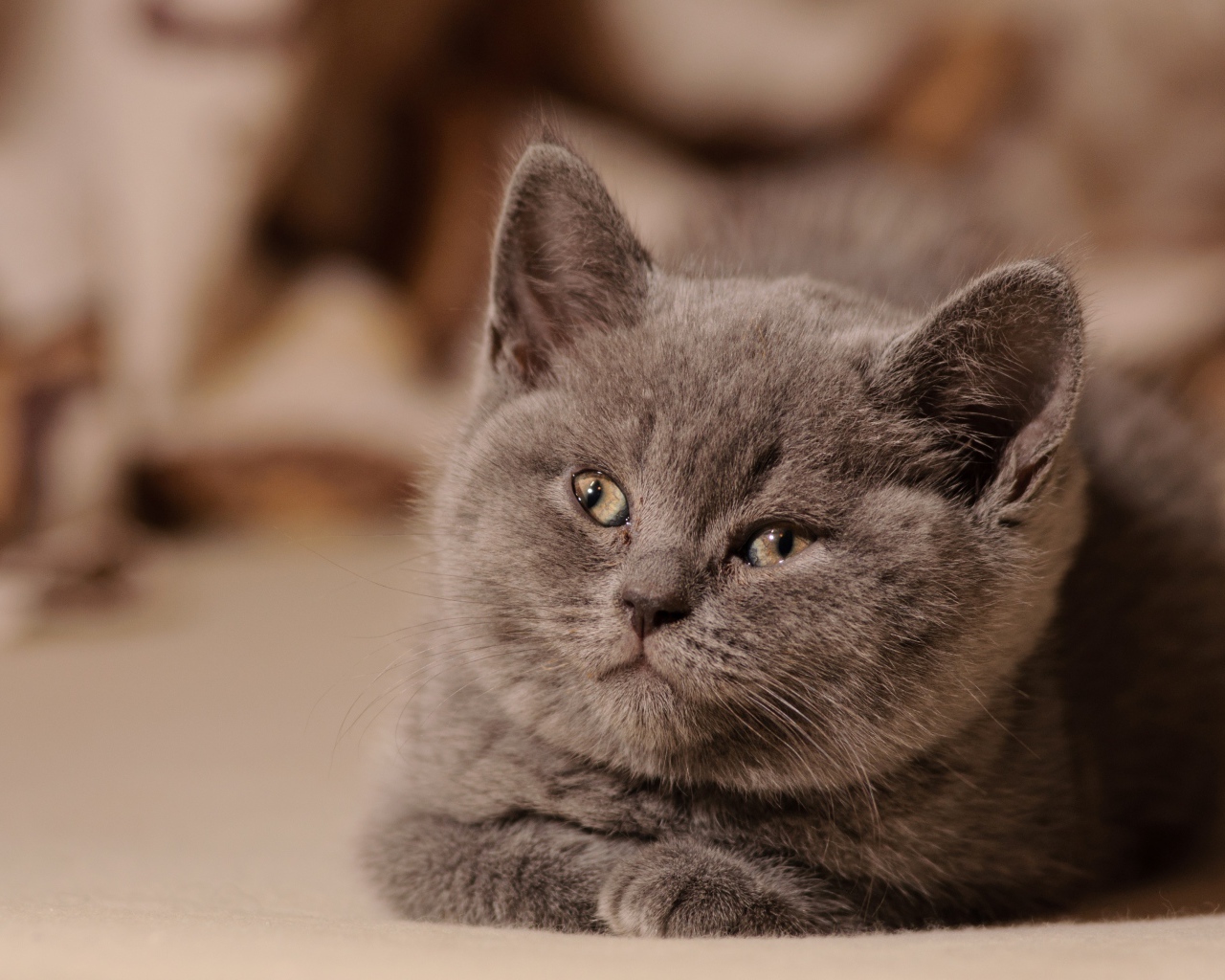 Маленький милый котенок британец