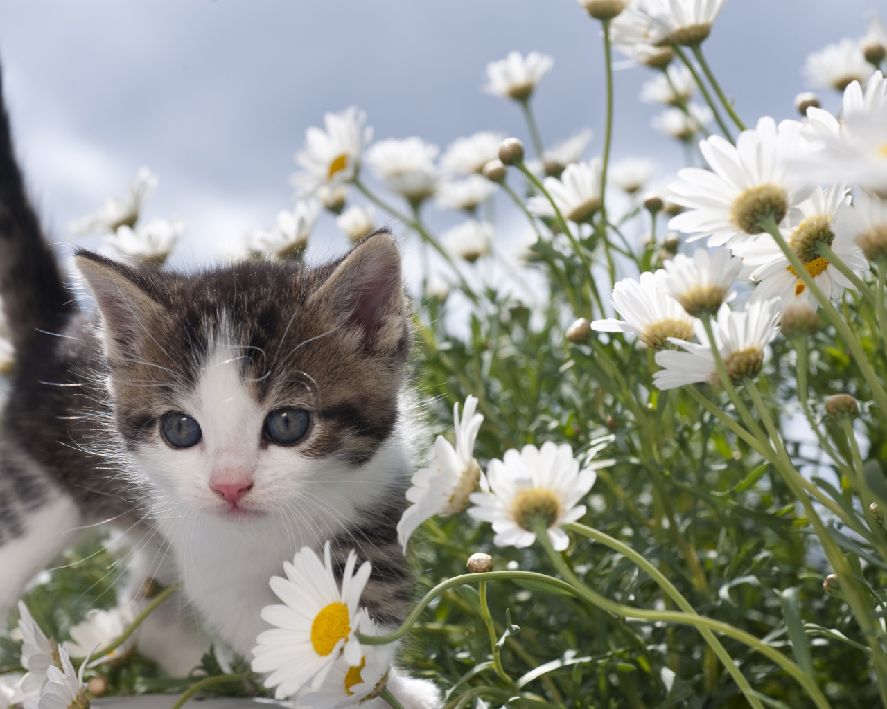 Маленький милый котенок в белых ромашках