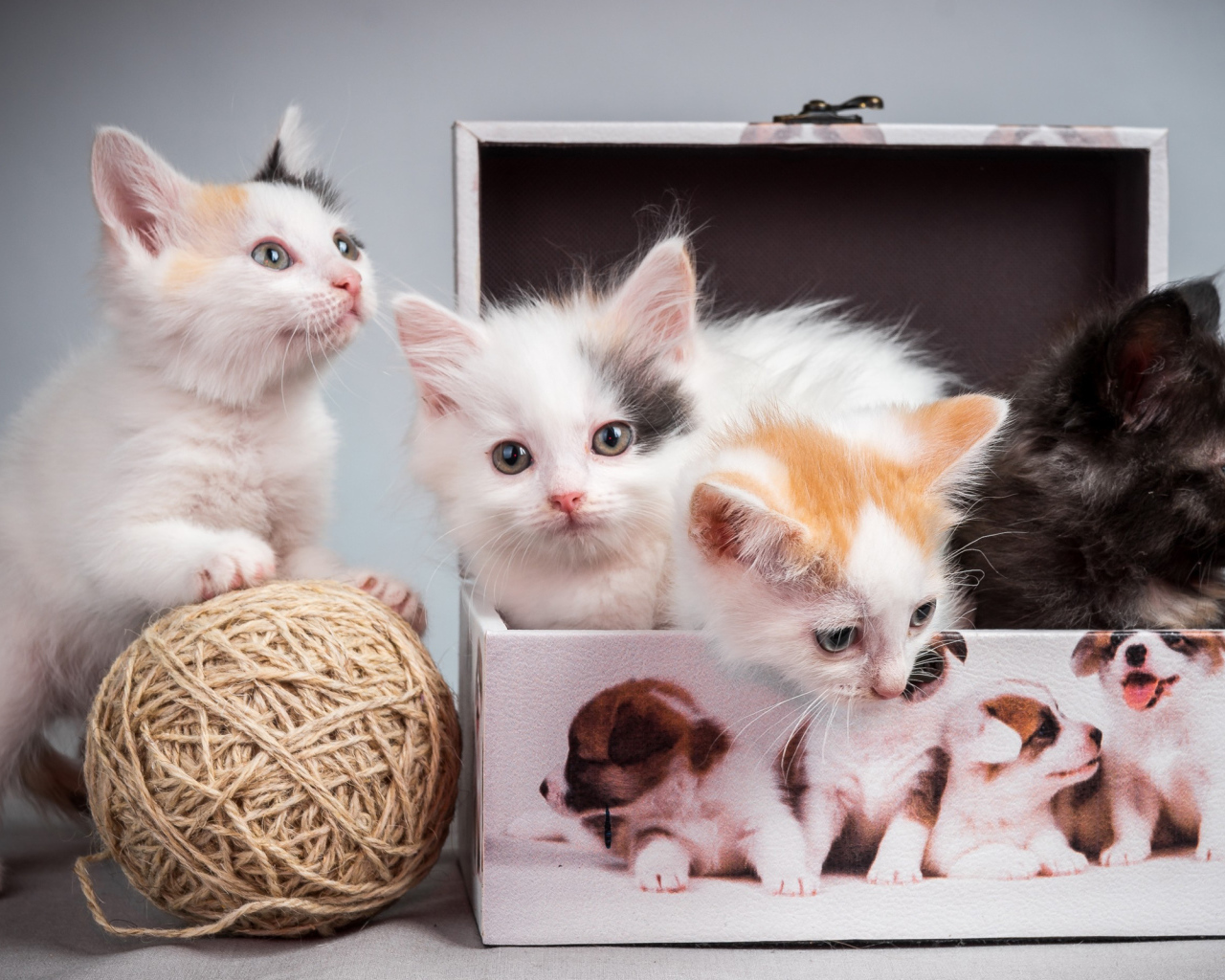 Маленькие милые котята играют в шкатулке