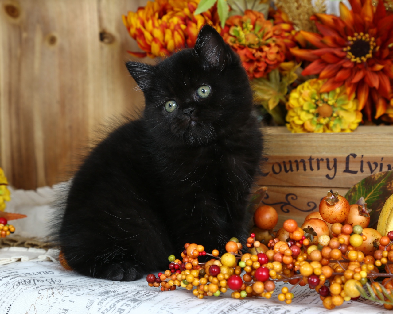 Маленький пушистый черный котенок с осенними  ягодами