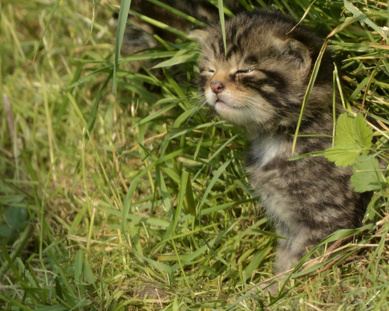 Маленький серый котенок в траве 