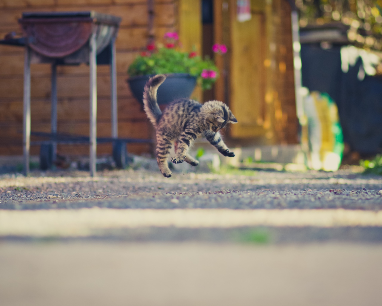 Маленький серый котенок прыгает на асфальте