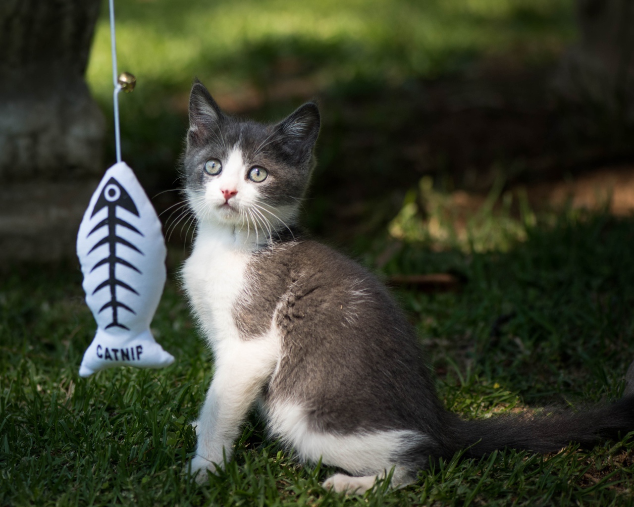 Маленький котенок играет с игрушкой на зеленой траве