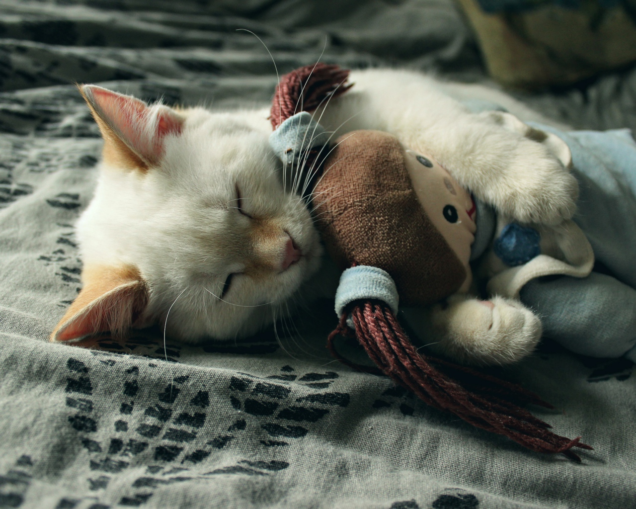 Маленький котенок спит с мягкой игрушкой