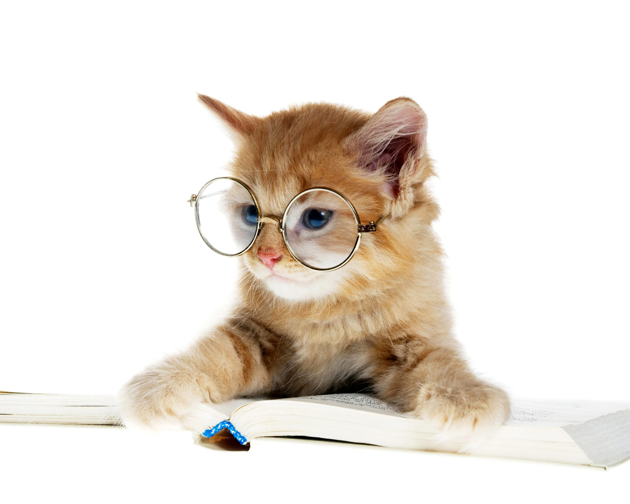 Маленький котенок в очках с книгой 