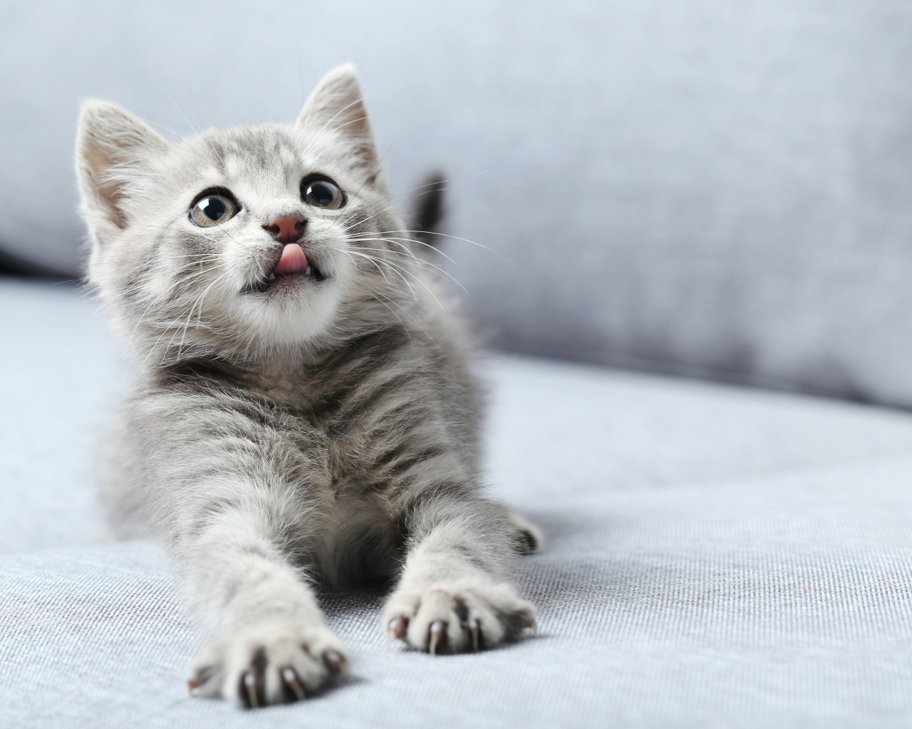 Маленький котенок с высунутым языком