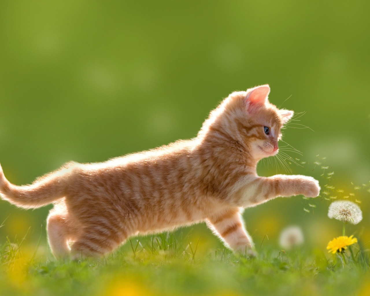 Маленький рыжий котенок с цветами одуванчика на зеленой траве