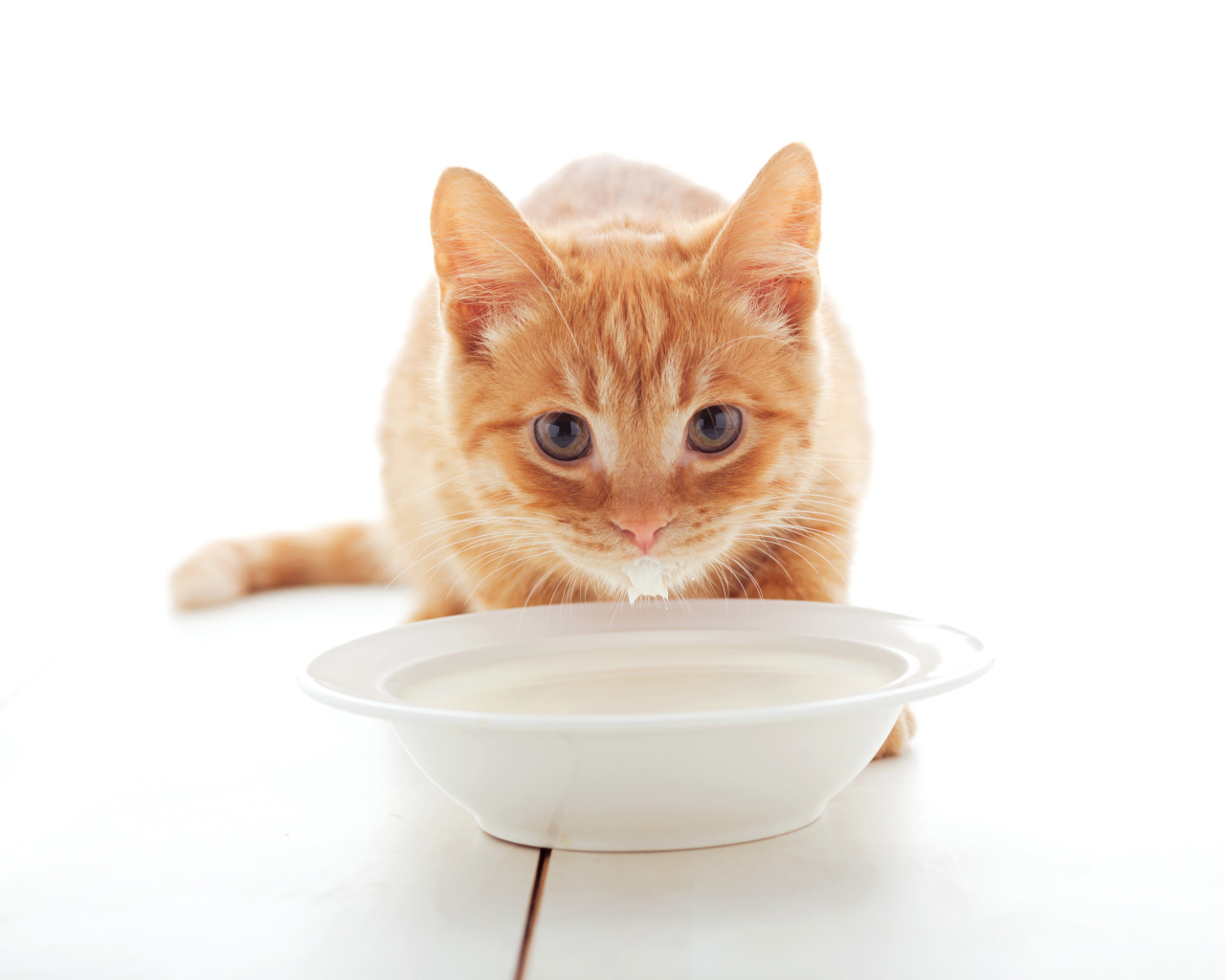 Маленький рыжий котенок с миской молока 