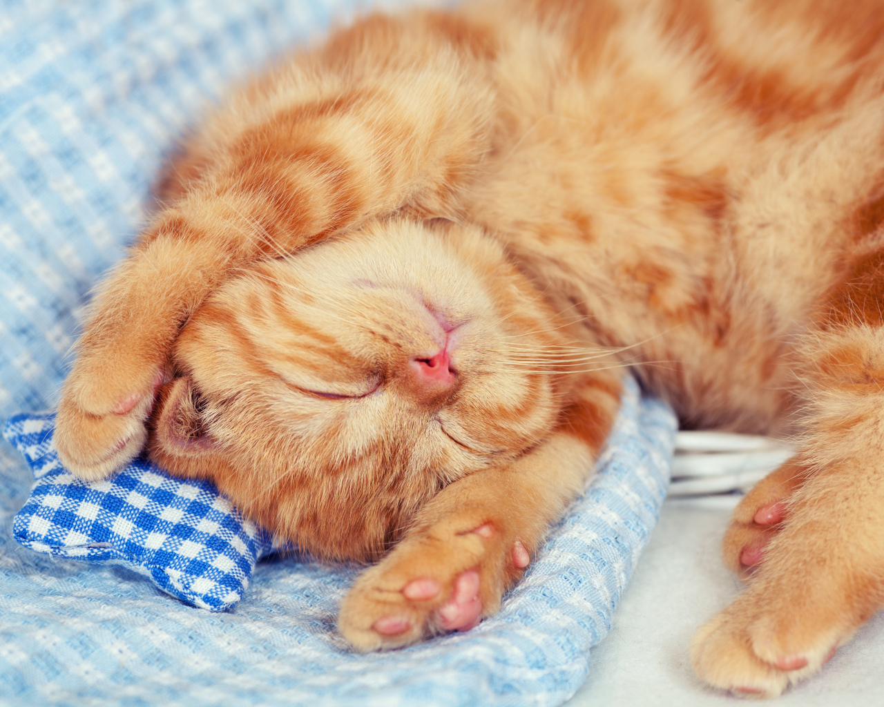 Маленький спящий рыжий котенок 