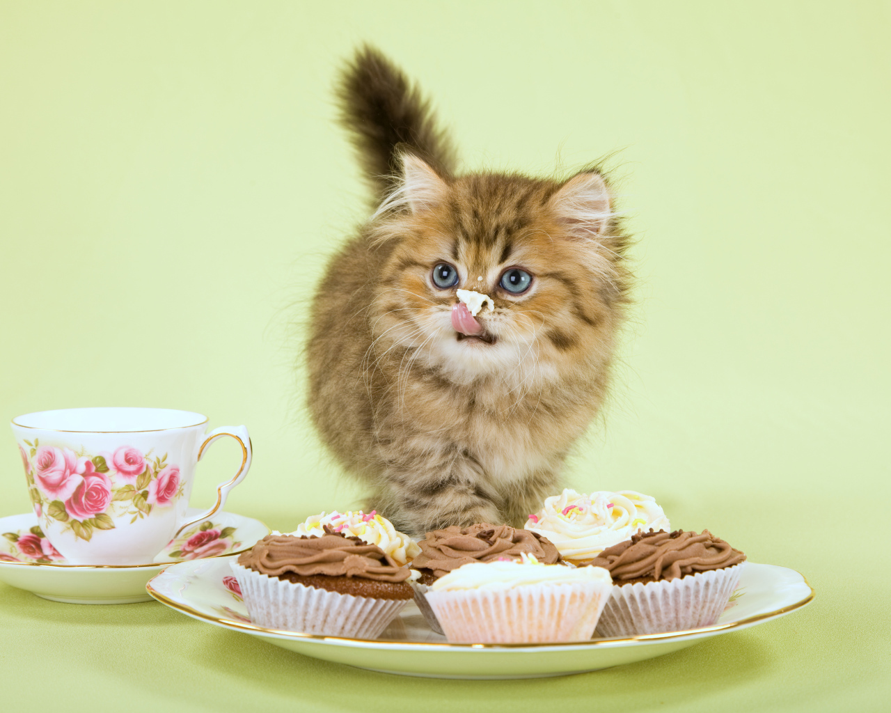 Милый котенок ест пирожное с кремом