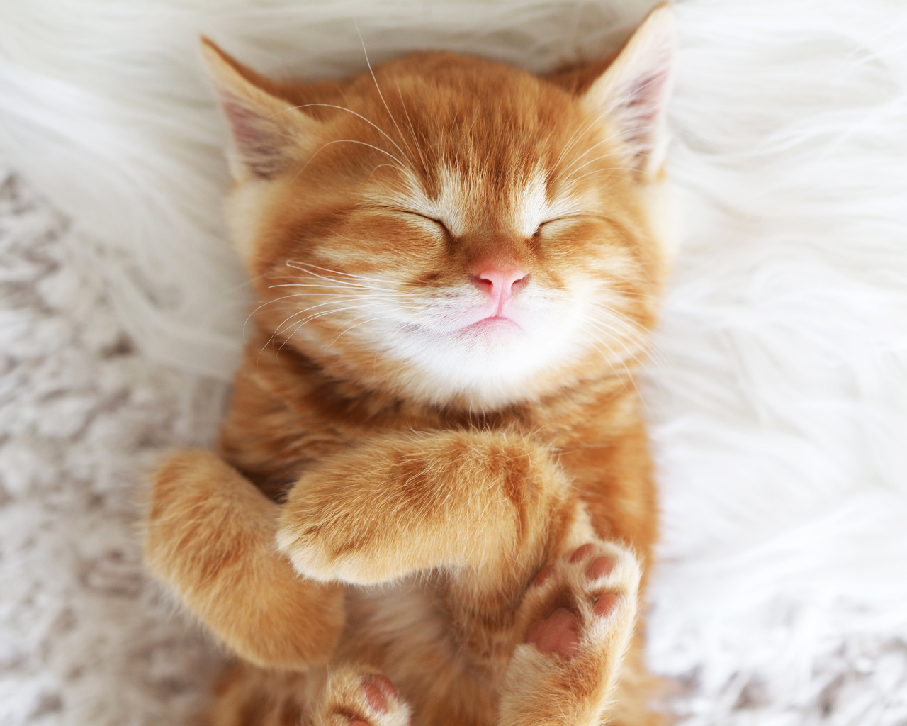 Милый спящий рыжий котенок