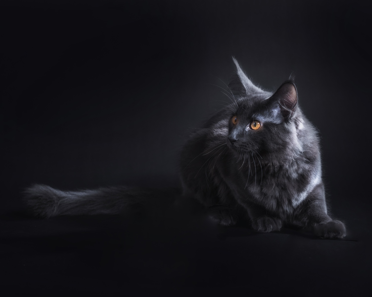 Кот породы мейн кун на сером фоне