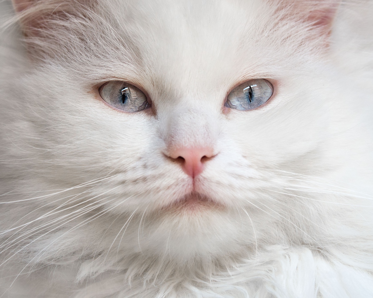 Морда красивого белого кота с голубыми глазами