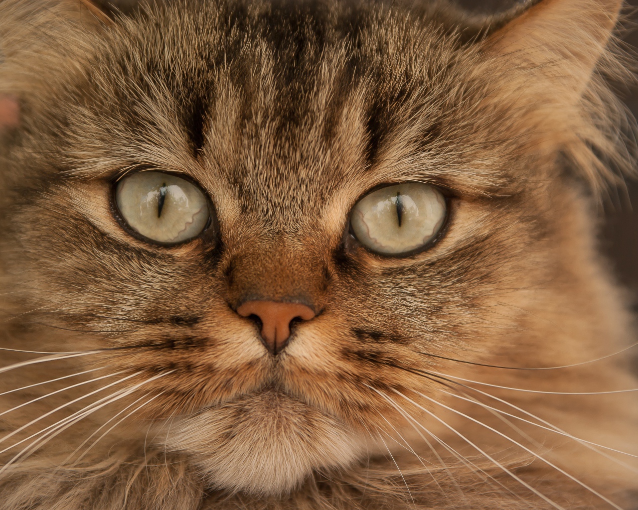 Морда большой пушистой серой кошки