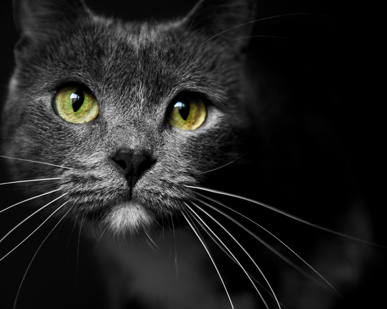 Морда кота с зелеными глазами 