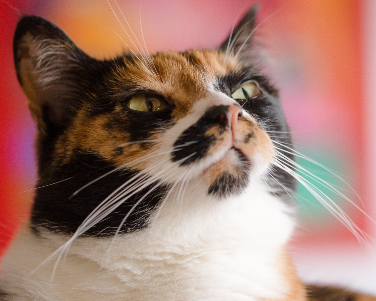 Морда кошки черепахового окраса