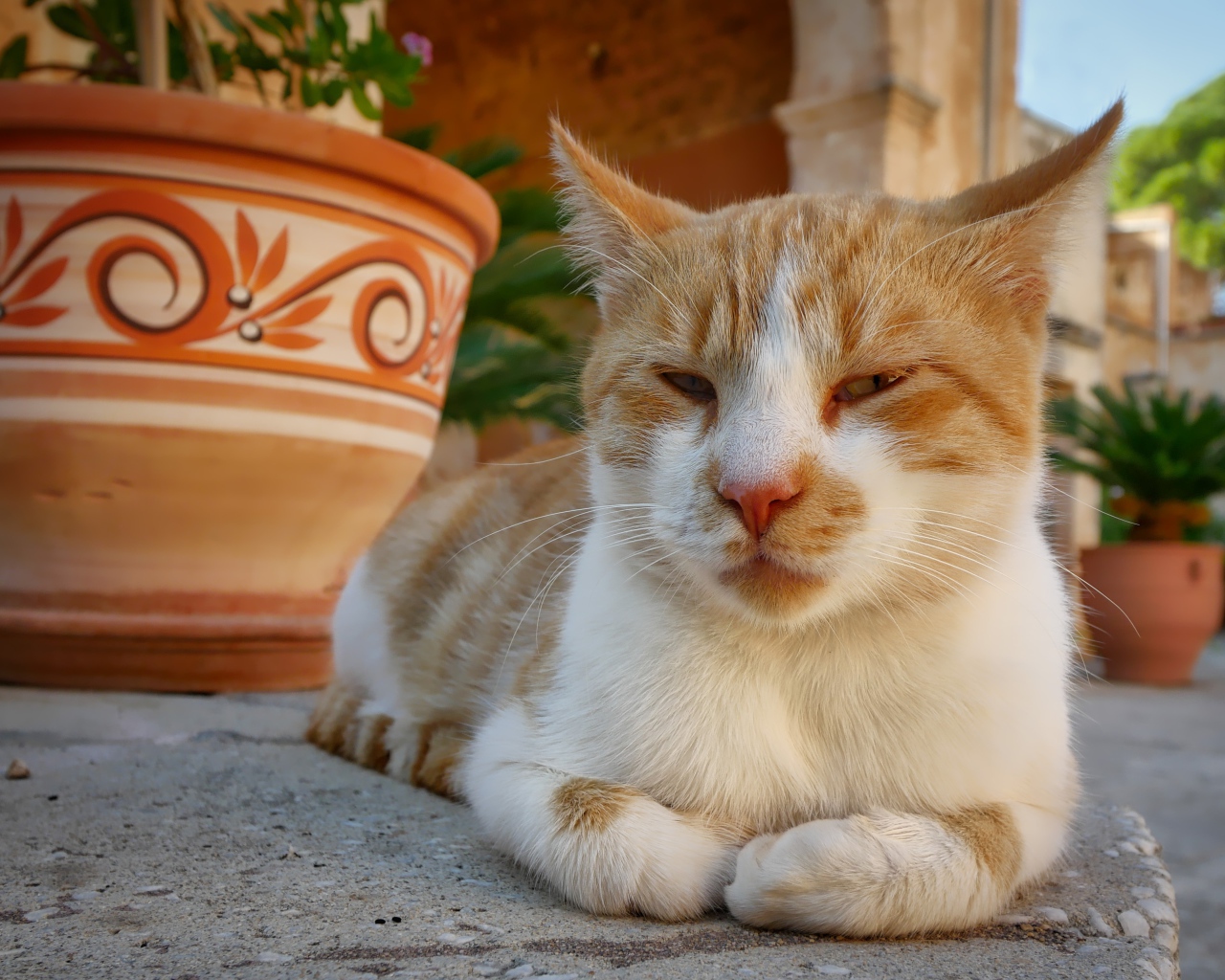 Рыже-белая кошка лежит на дороге у кувшина