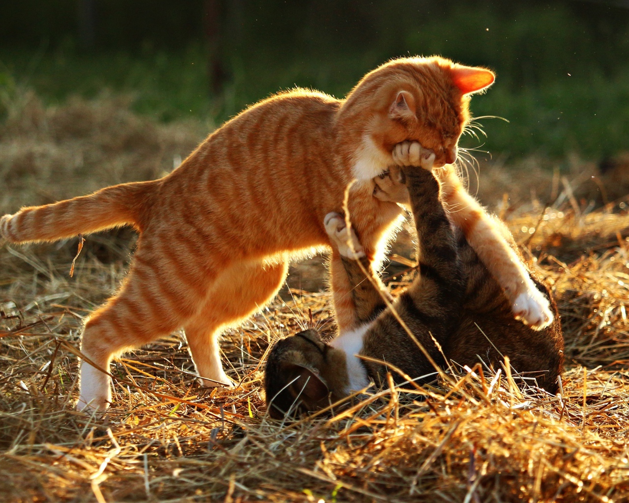 Рыжий и серый котенок играют на сухой траве