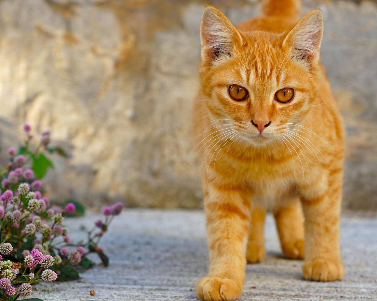 Рыжий кот с красивыми рыжими глазами 