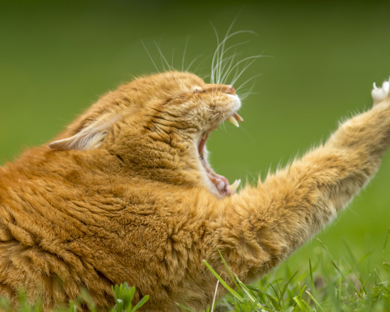 Рыжий зевающий кот на зеленой траве