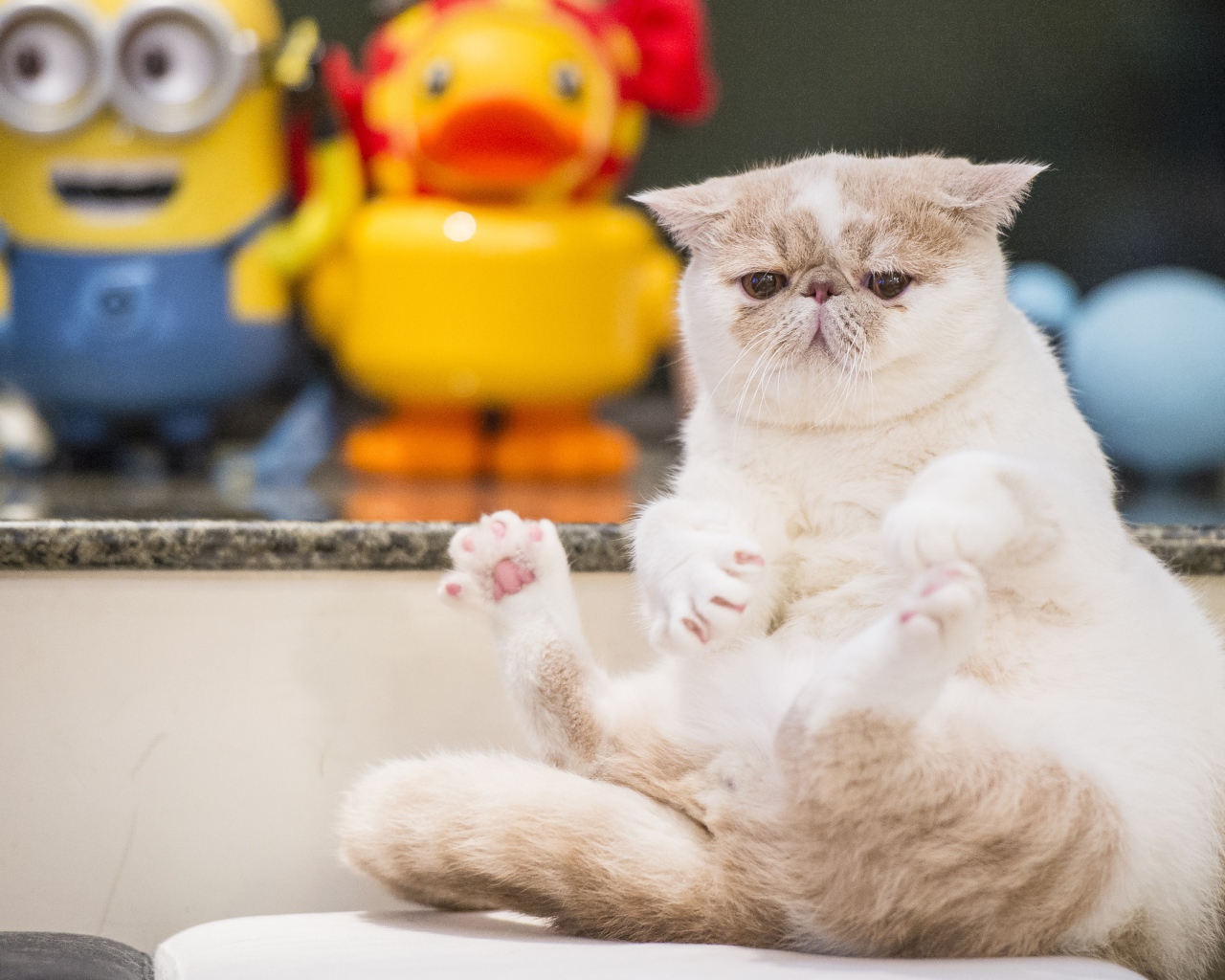 Грустный кот породы экзотическая короткошёрстная кошка