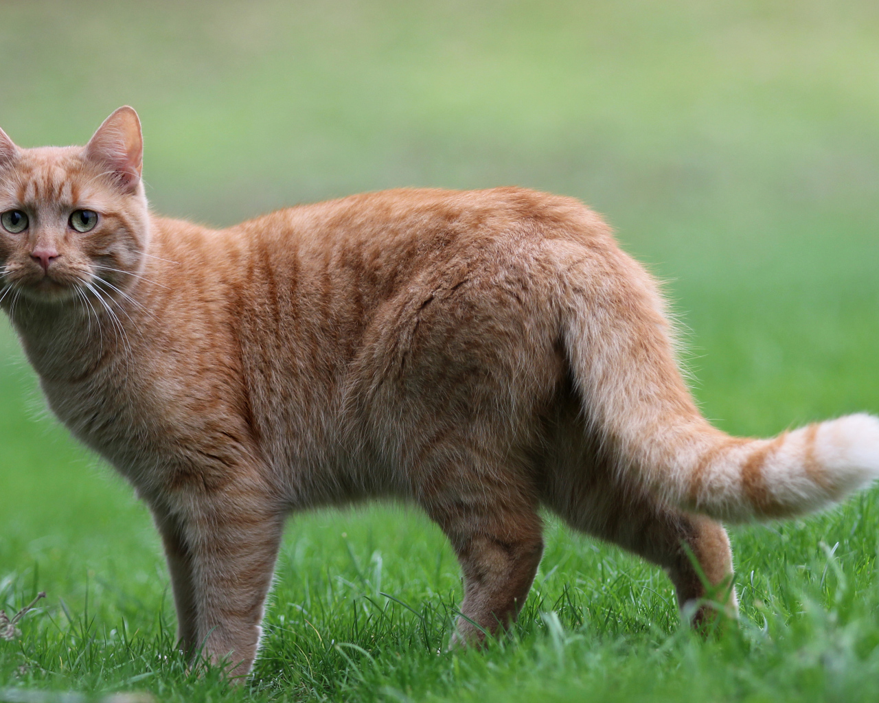 Грустный рыжий кот стоит на зеленой траве