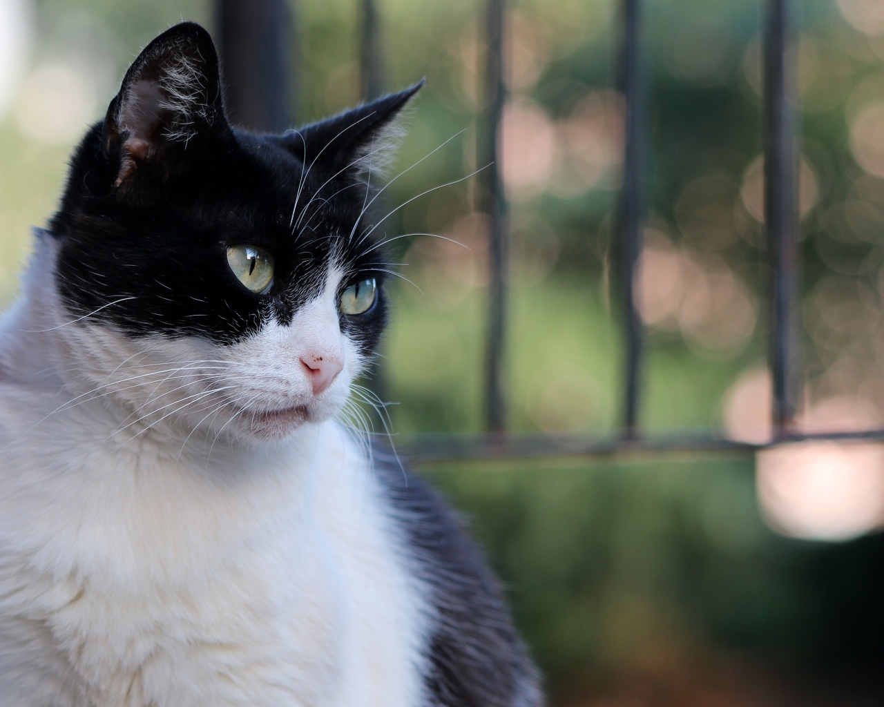 Серьезный взгляд красивого зеленоглазого черно-белого кота