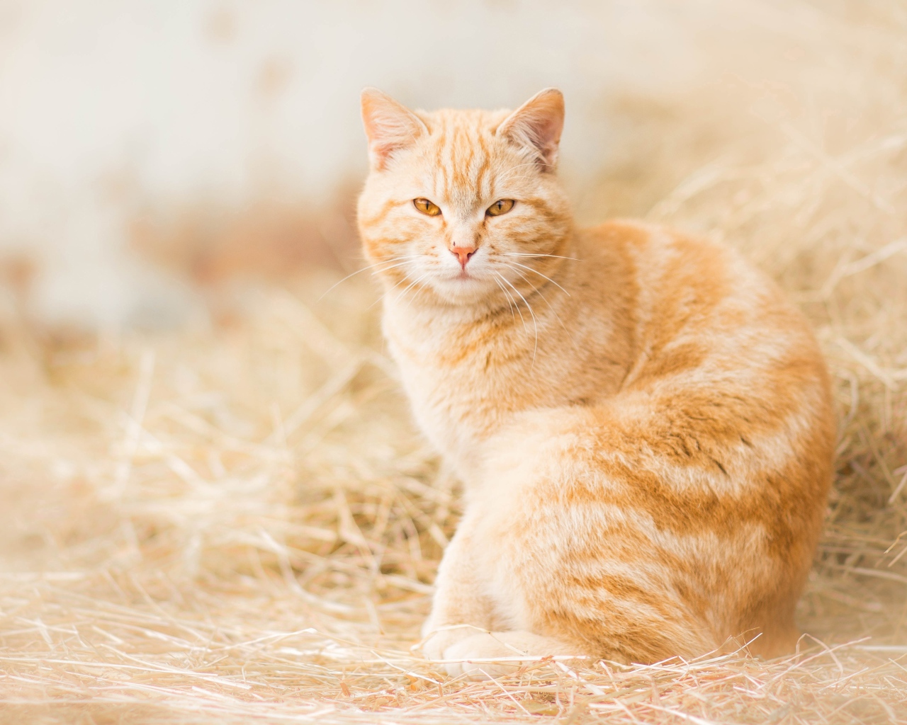 Серьезный взгляд красивого рыжего кота