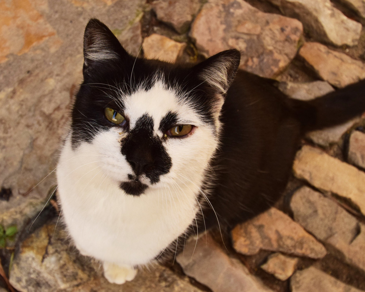 Серьезный взгляд черно белого кота