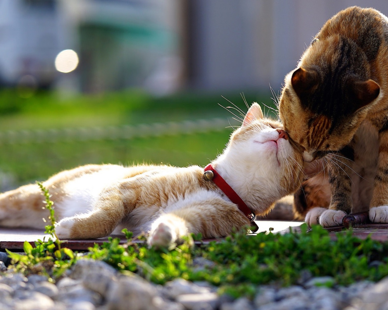 Весенняя кошачья любовь 