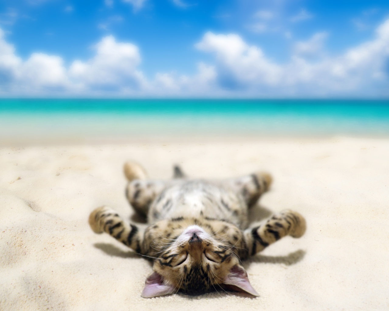 Полосатый котенок загорает на морском пляже