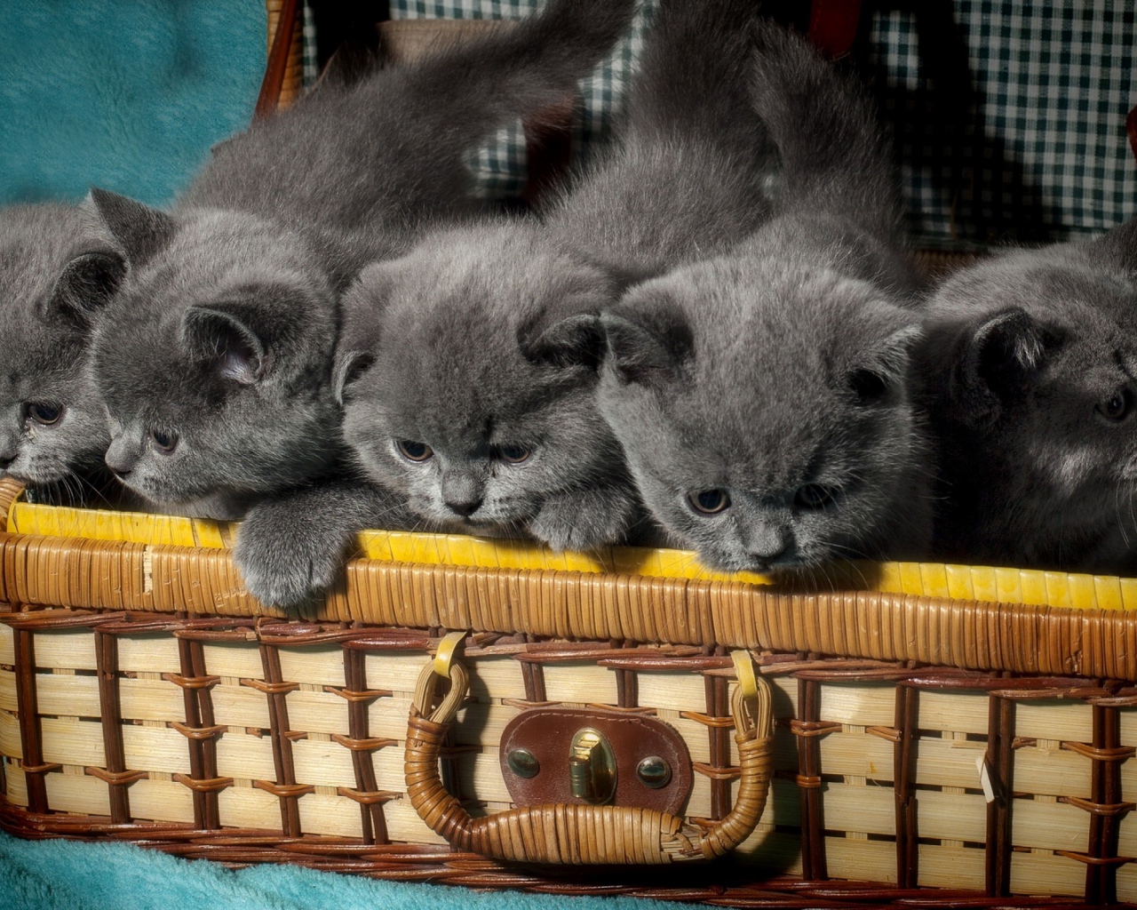 Чемодан с милыми маленькими британскими котятами