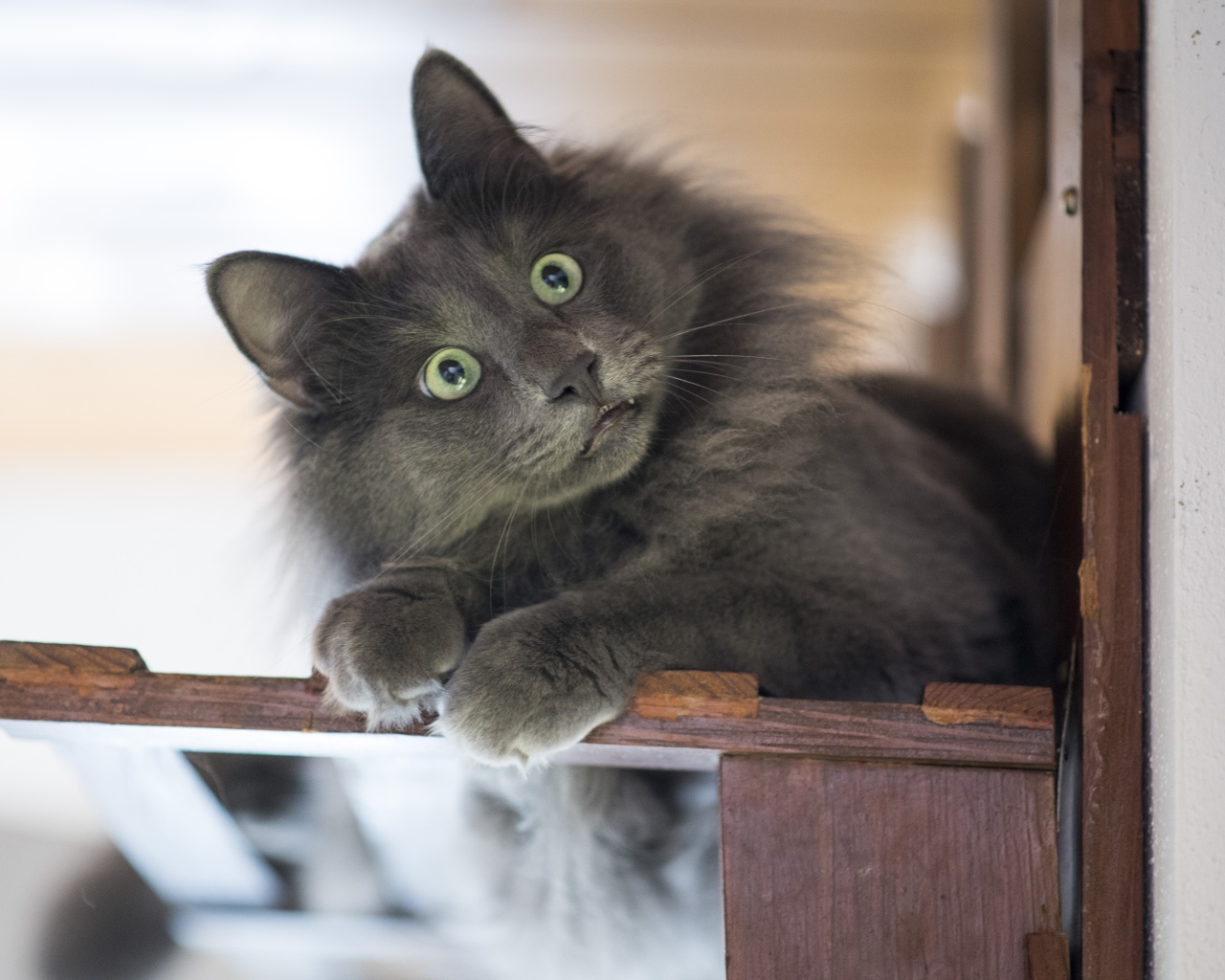 Удивленный взгляд зеленоглазого серого кота