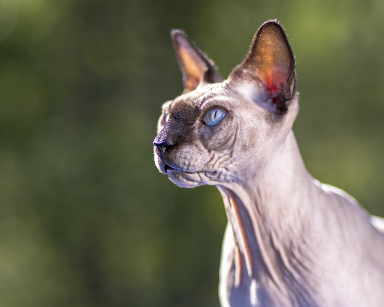 Грозный взгляд голубоглазого кота породы Сфинкс