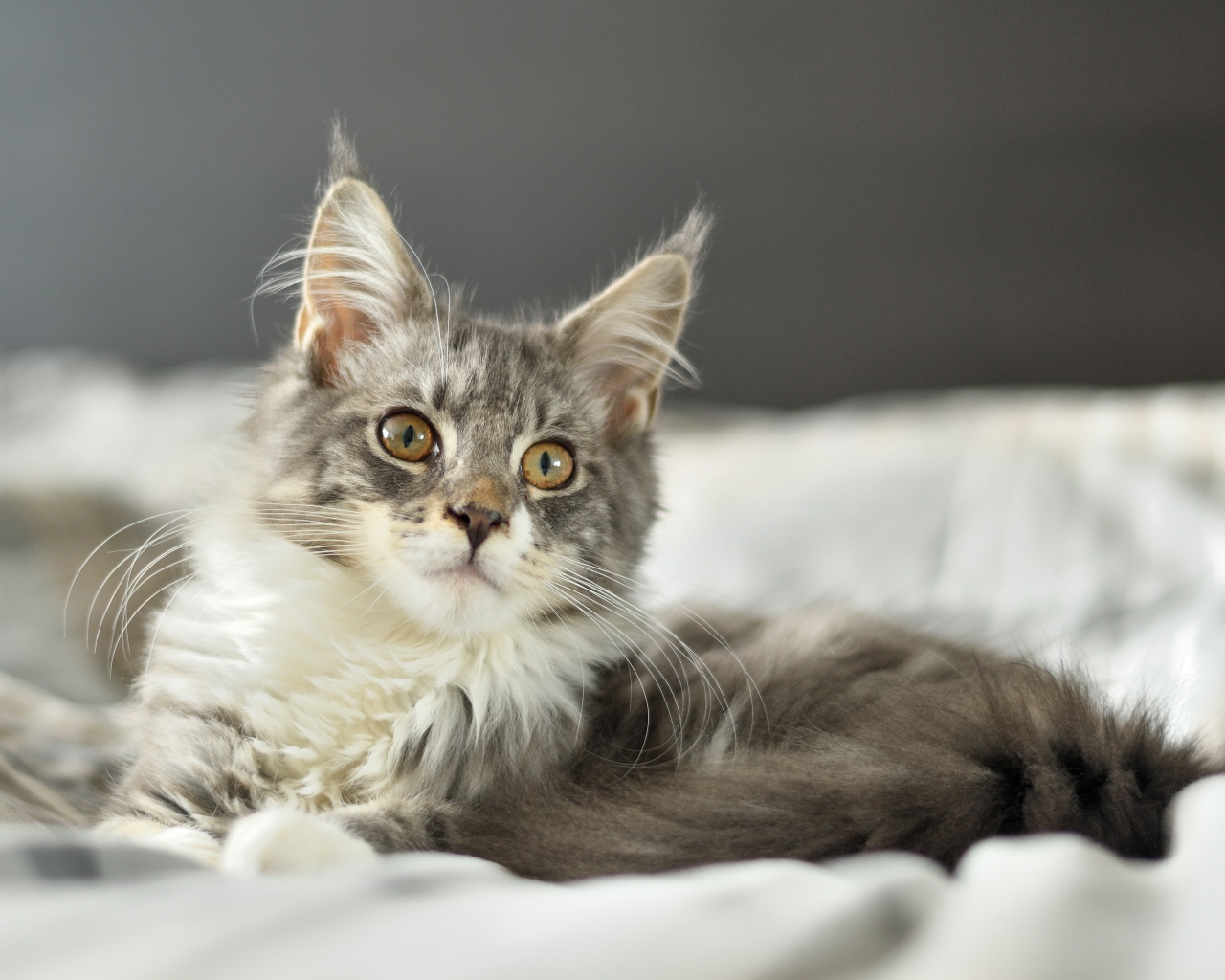 Кот породы мейн кун лежит на кровати