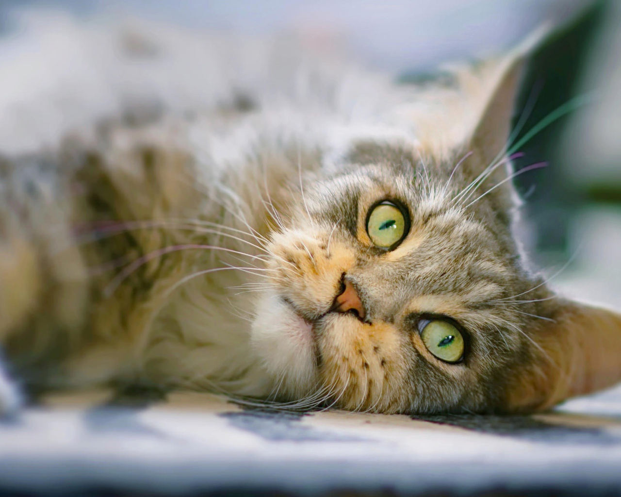 Взгляд серой кошки с зелеными глазами 