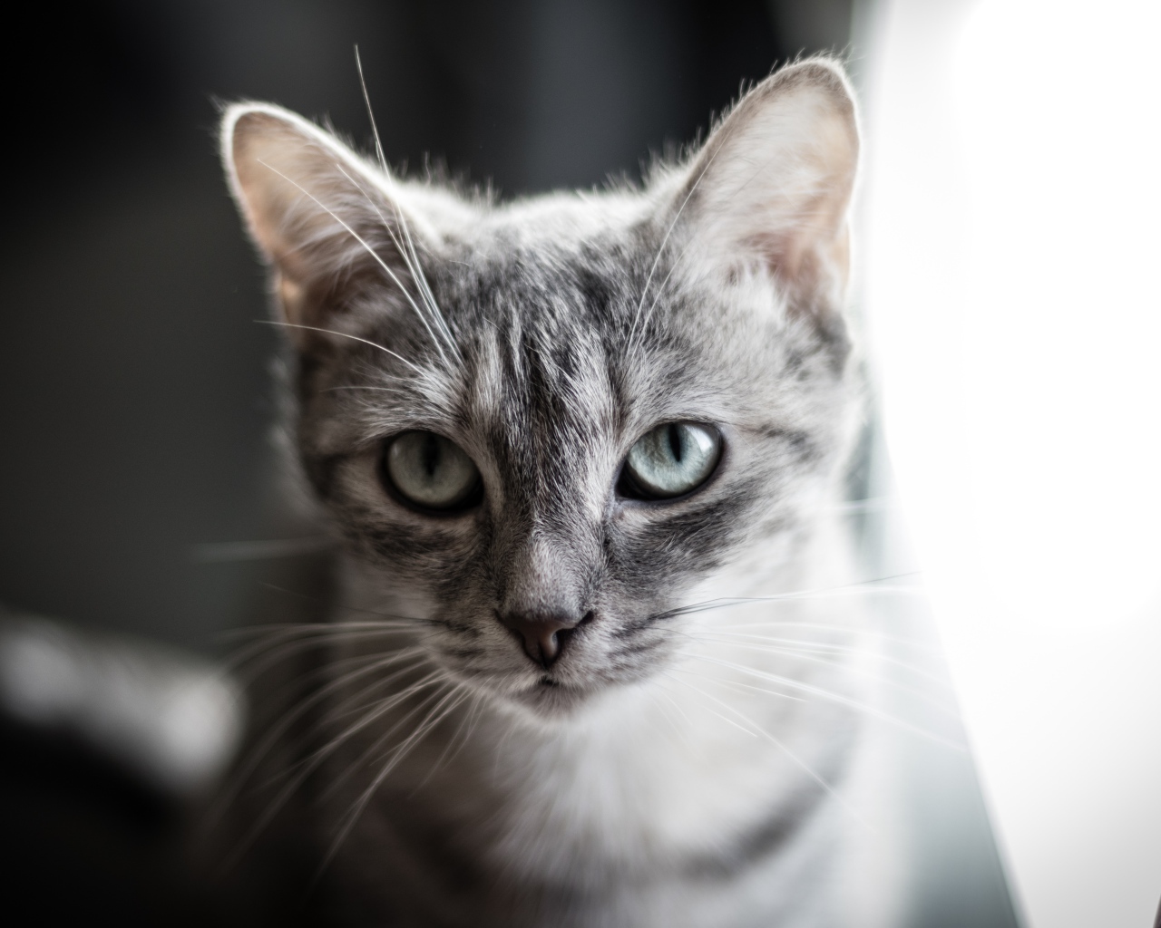 Взгляд серой кошки с большими серыми глазами